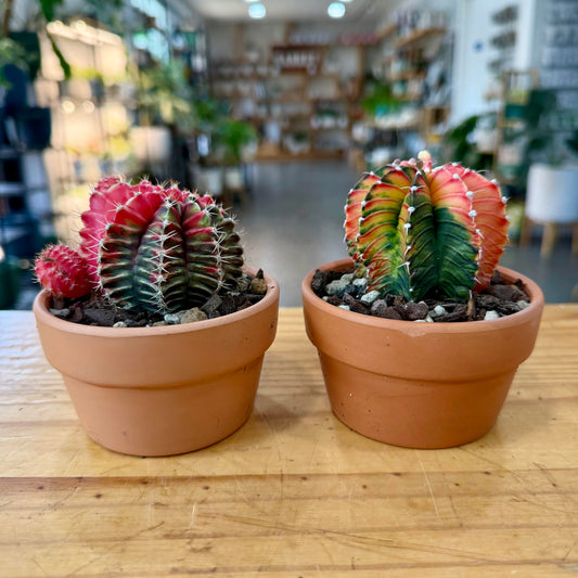 Cactus, Variegated