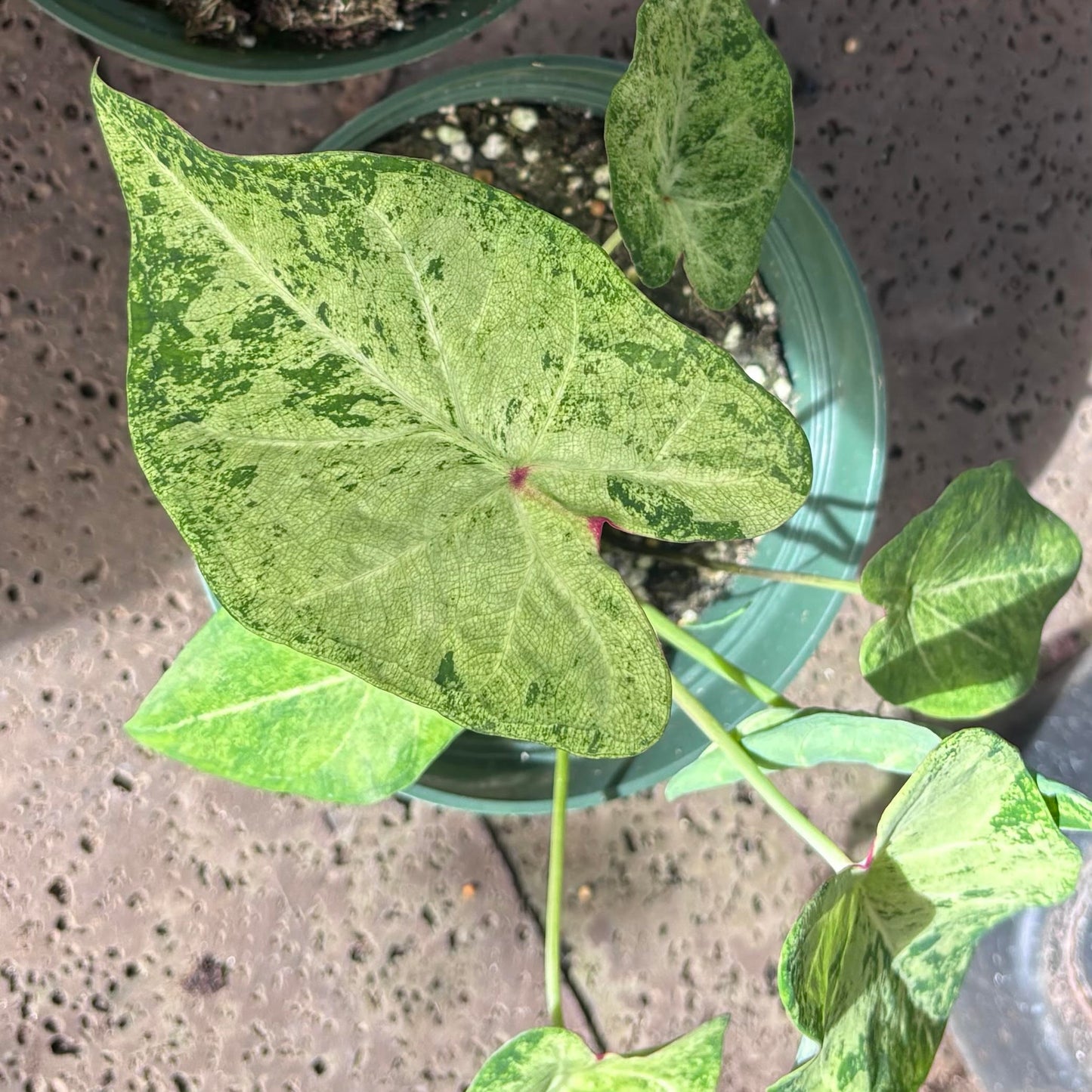 Caladium