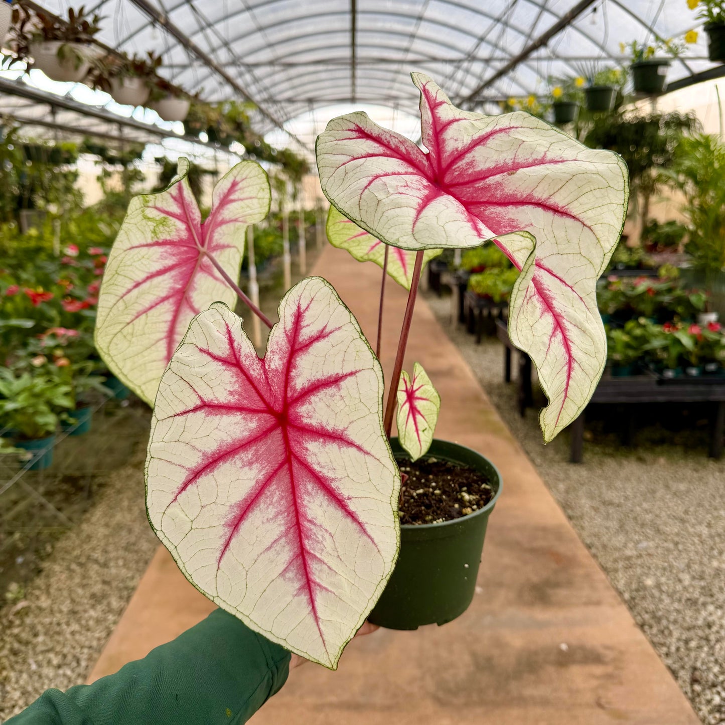 Caladium