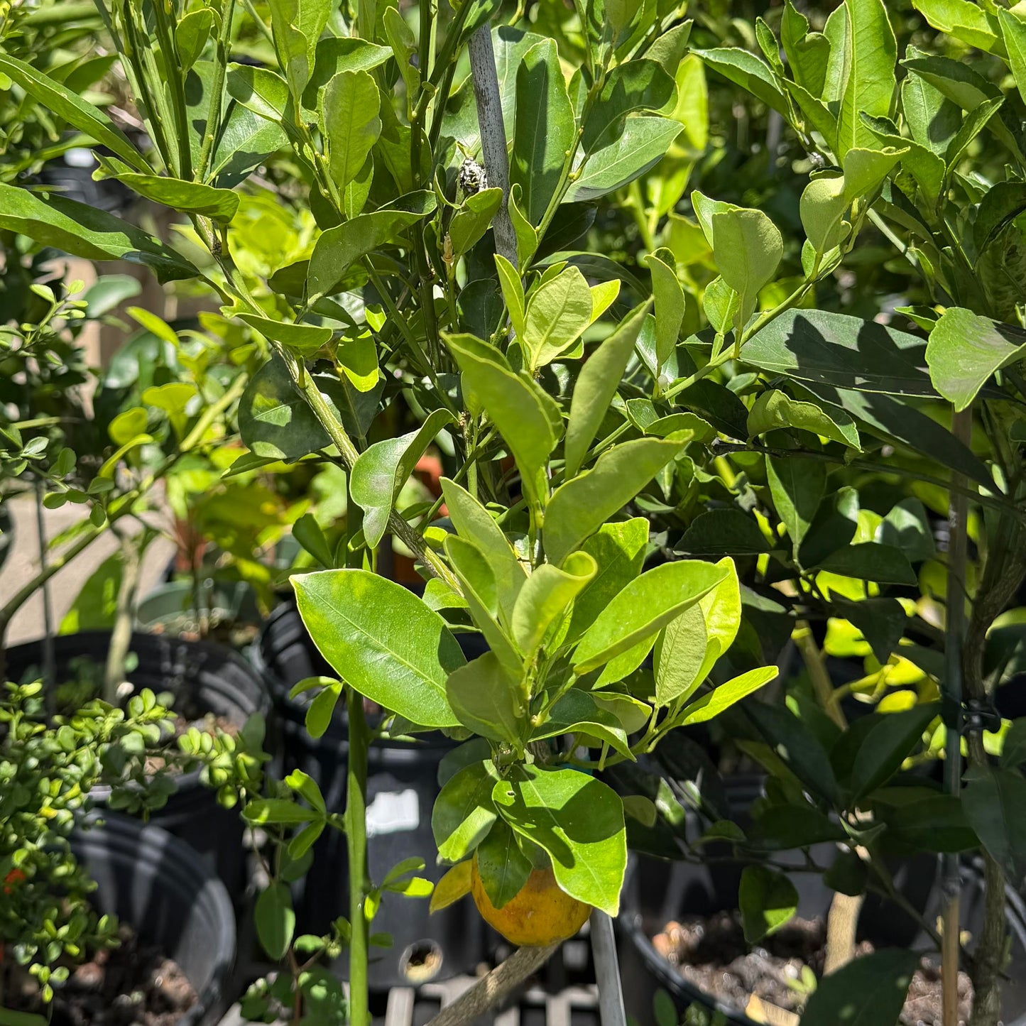 Calamondin Lime, Semi-Dwarf