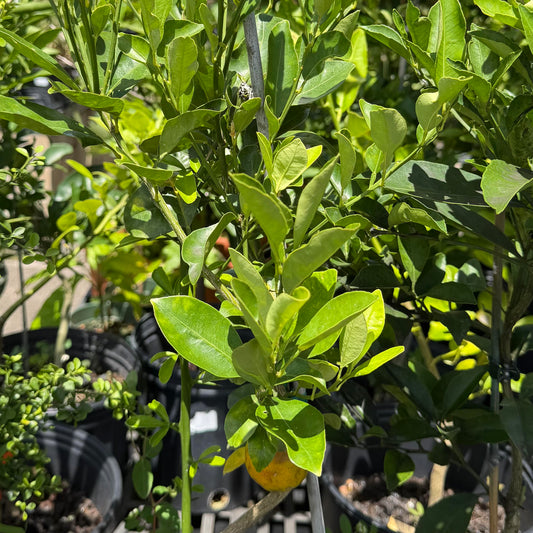 Calamondin Lime, Semi-Dwarf