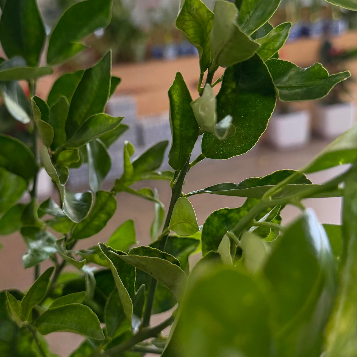 Calamondin Lime