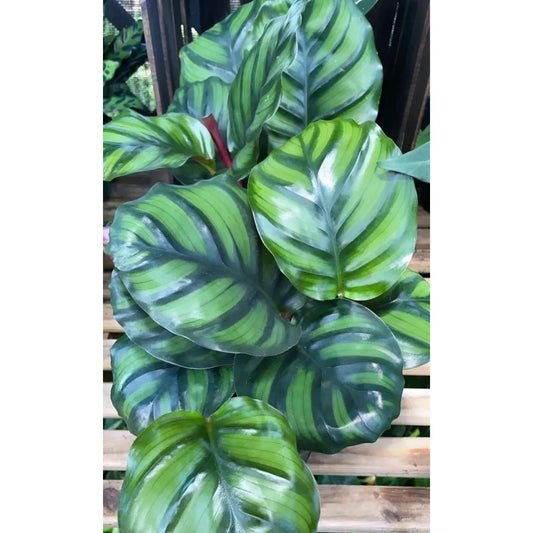 Calathea Fasciata