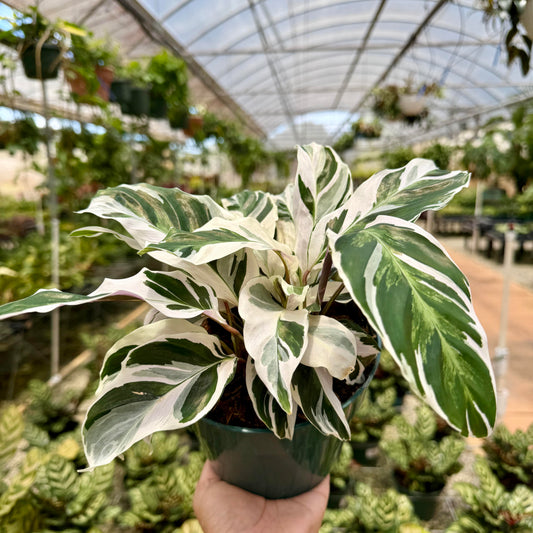 Calathea Fusion White