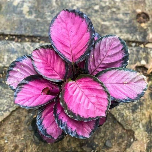 Calathea picturata 'Crimson' (Pink Star)