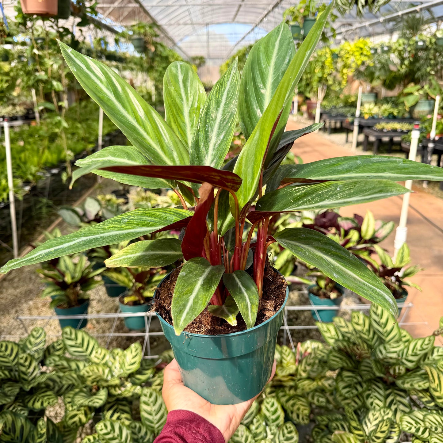 Calathea sanguinea