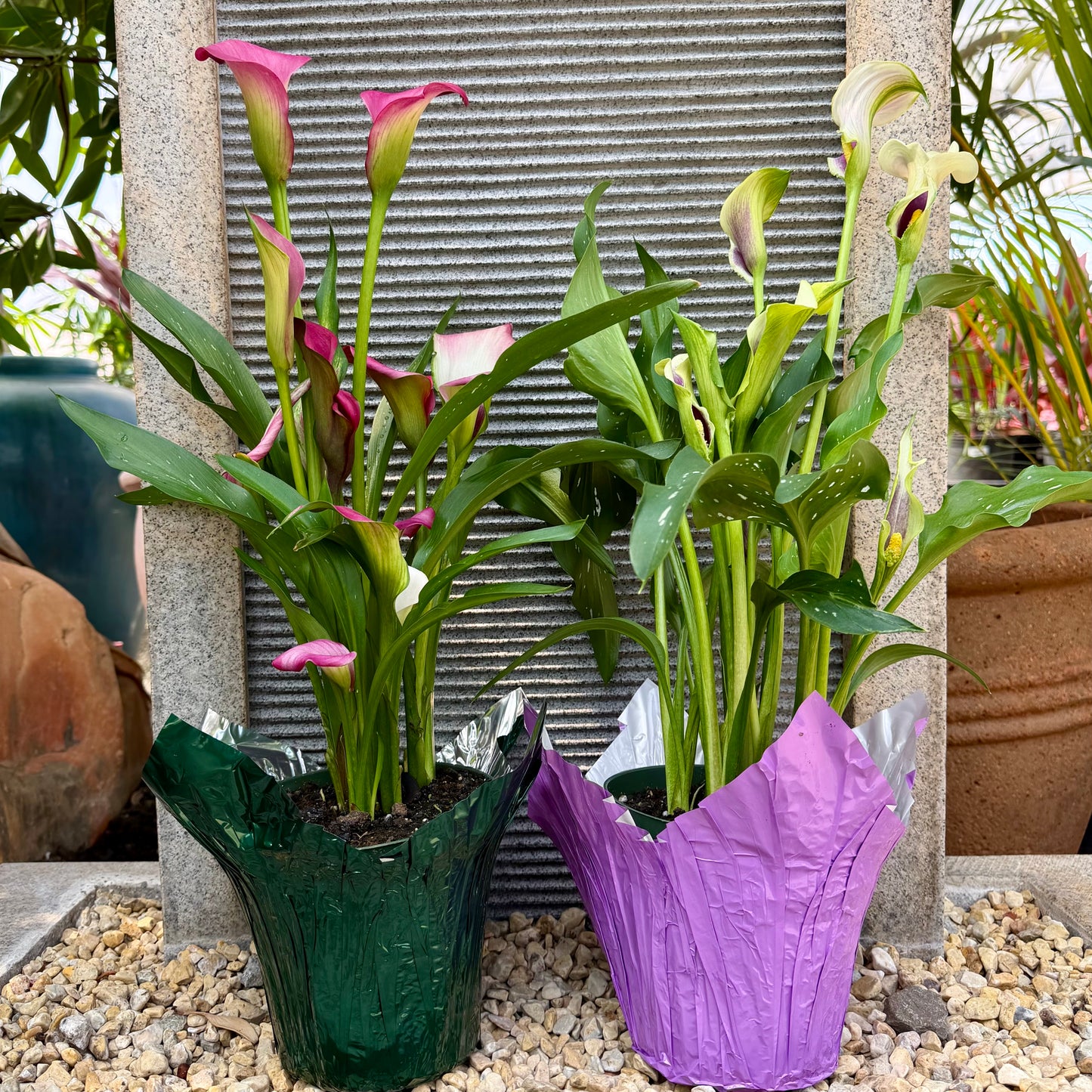 Calla Lily