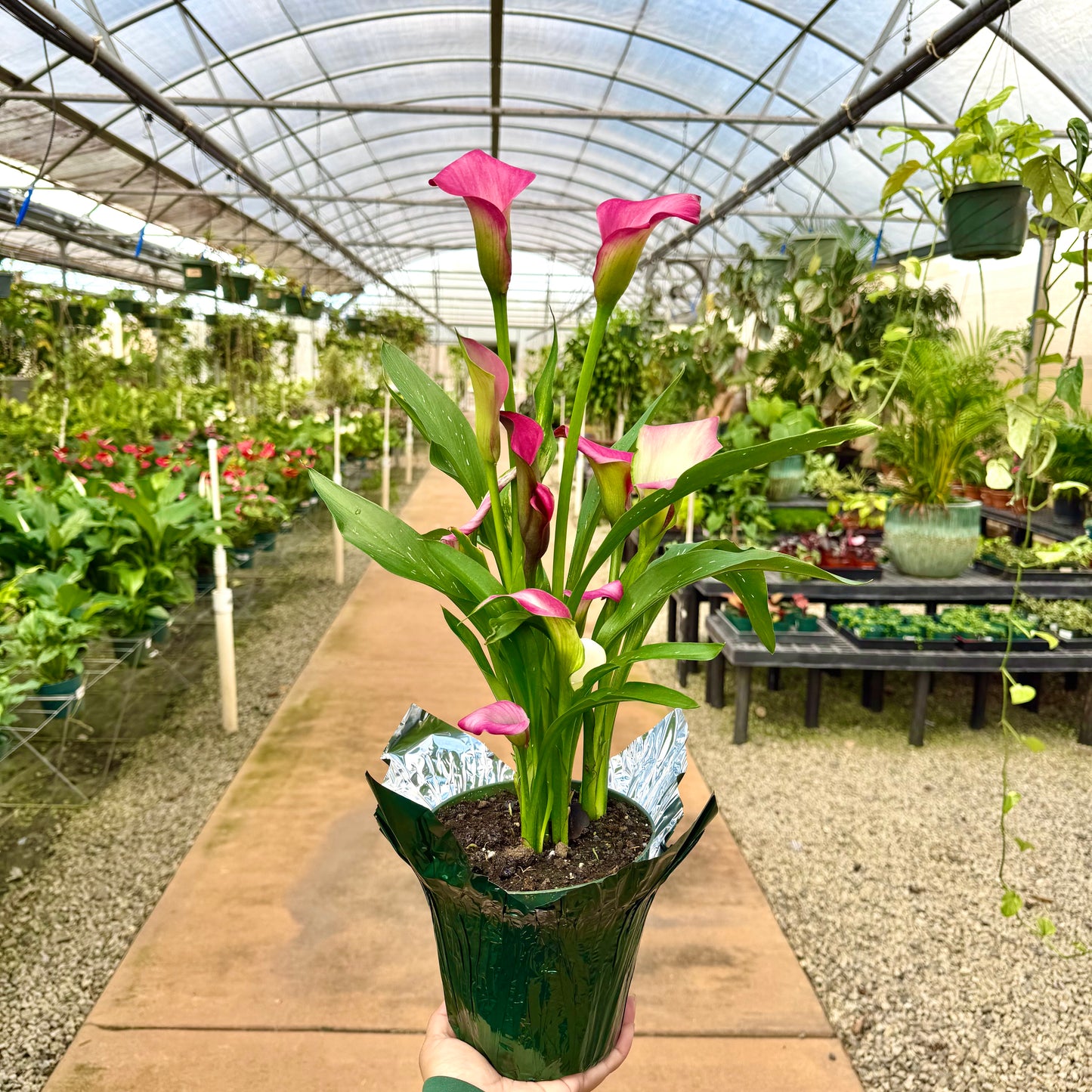 Calla Lily