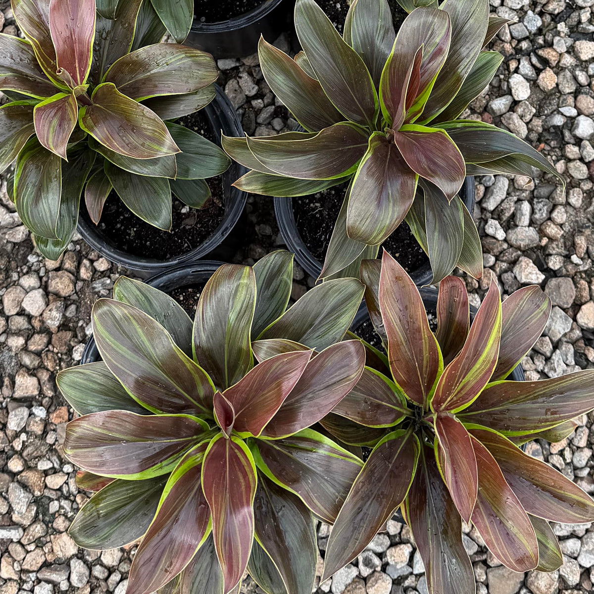 Cordyline fruticosa ʻCameroonʻ (Ti Leaf)