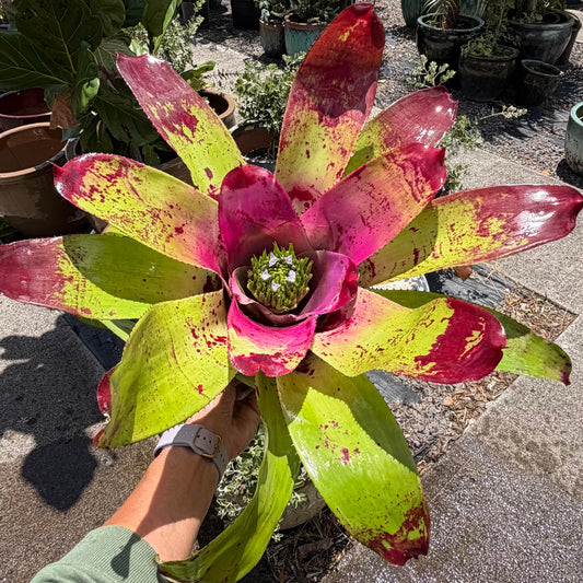 Neoregellia 'Candy Apple'