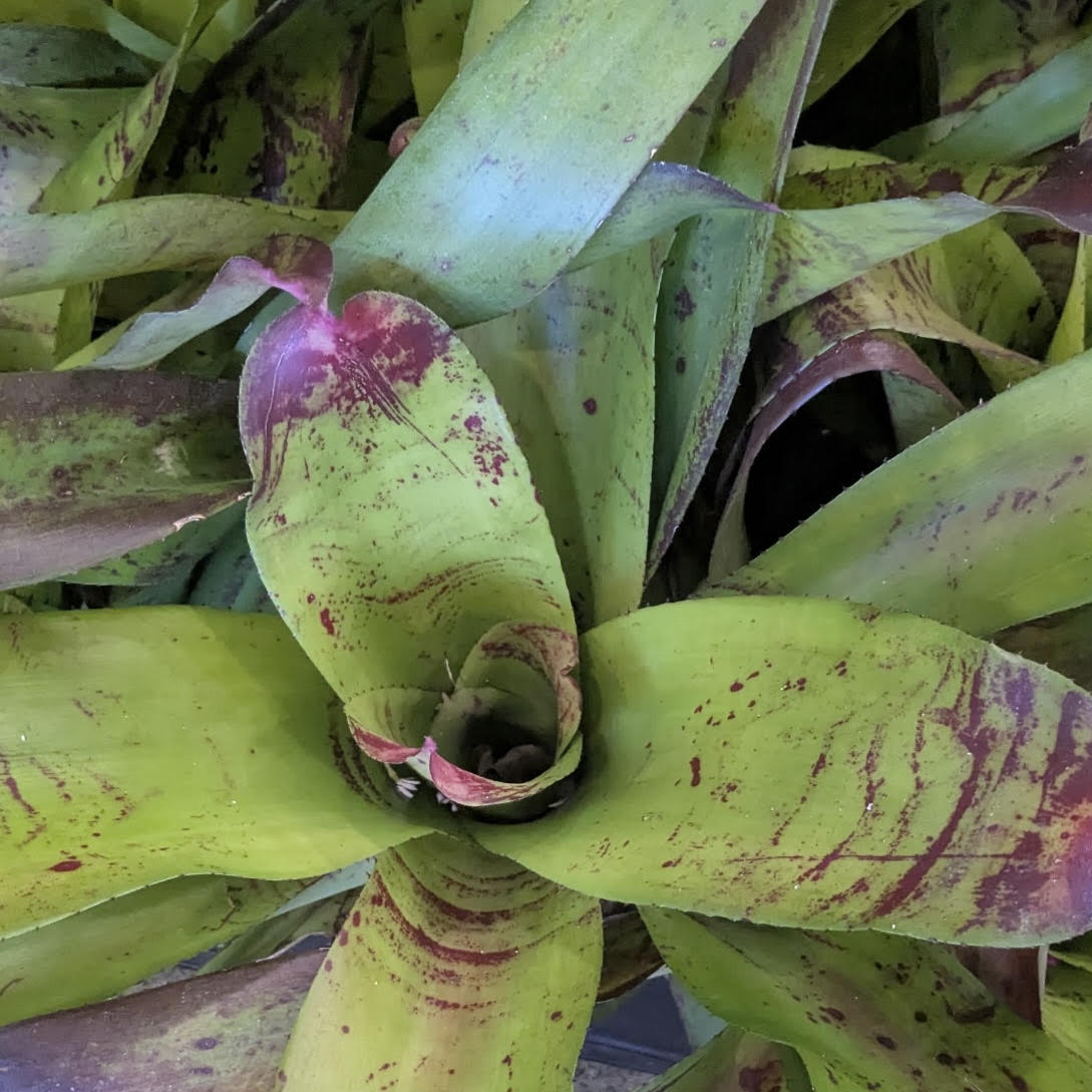 Neoregelia ʻCandy Appleʻ