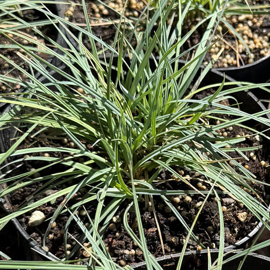 Carex flacca 'Blue zinger'