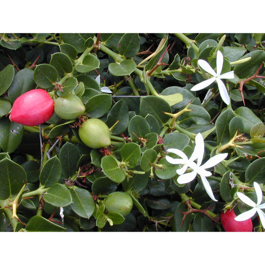 Carissa macrocarpa