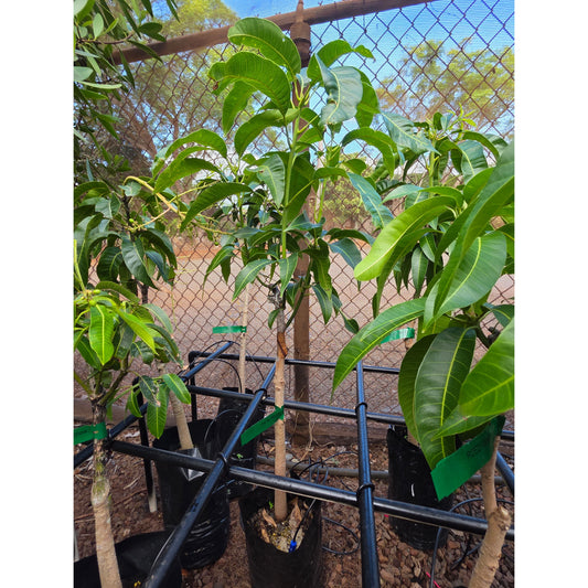 Carrie Mango