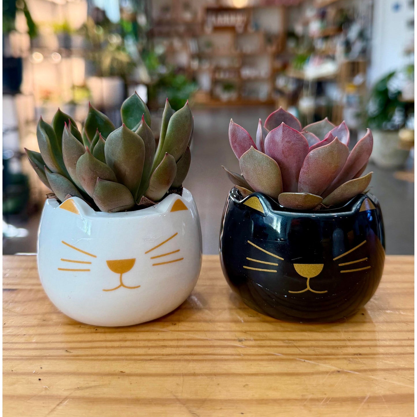 Halloween Planters