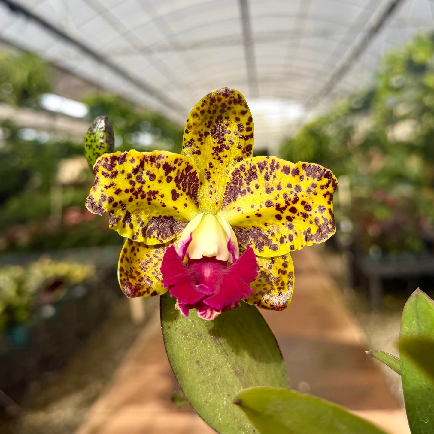 Cattleya Orchids