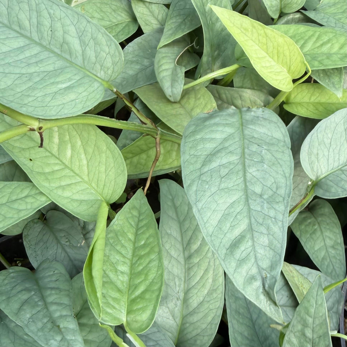 Epipremnum pinnatum ʻCebu Blueʻ