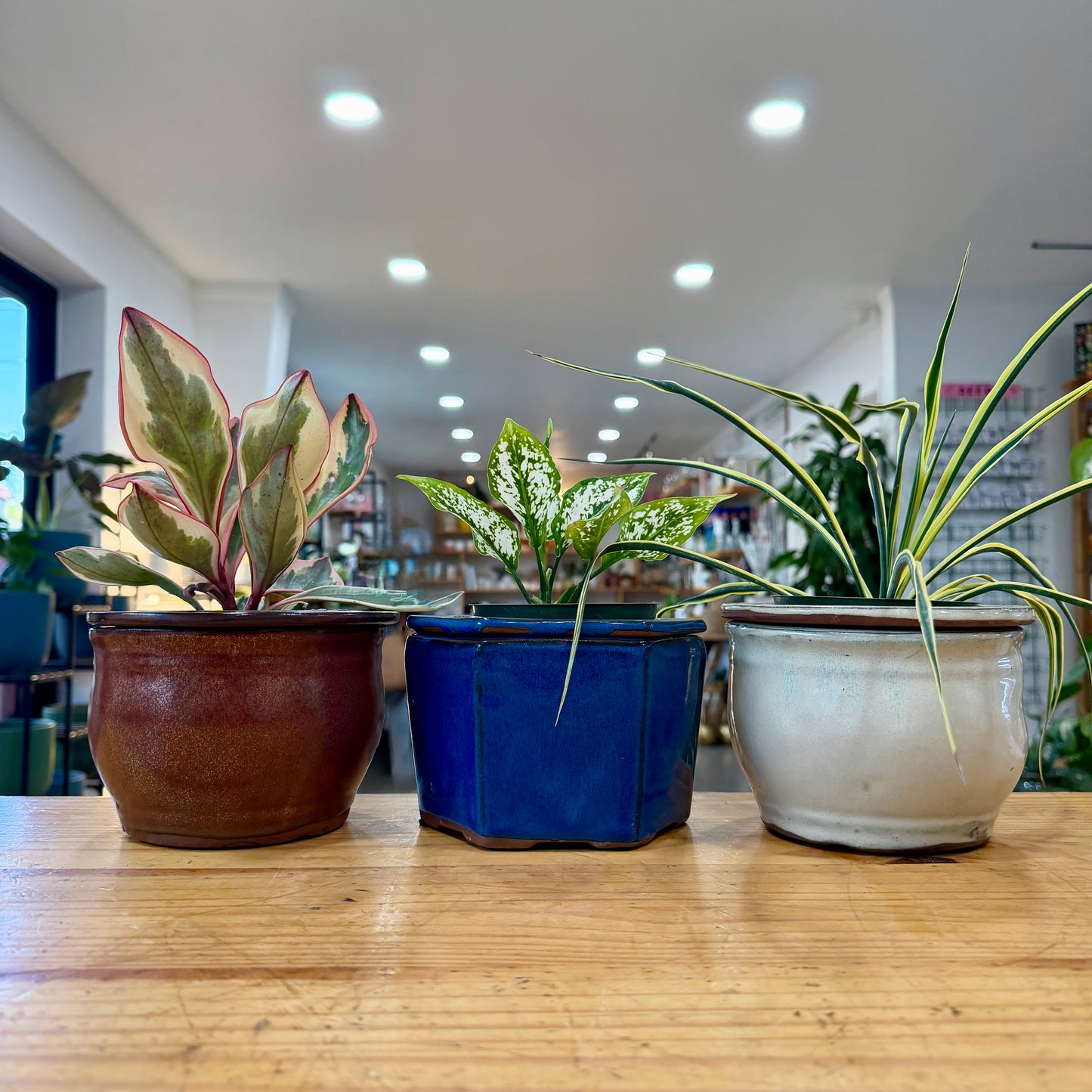 Ceramic Self Watering Planter