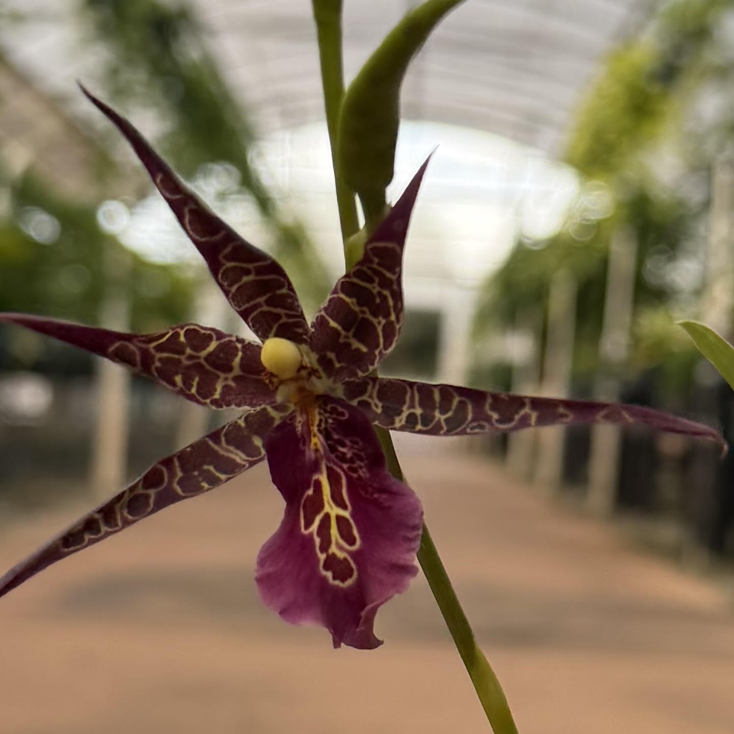 Oncidium Orchids