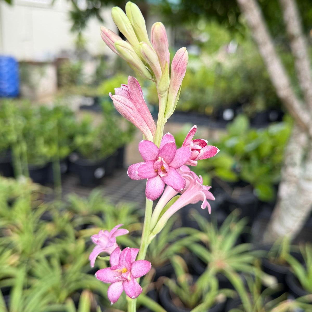 Polianthes tuberosa 'Tuberose' (Cherry)