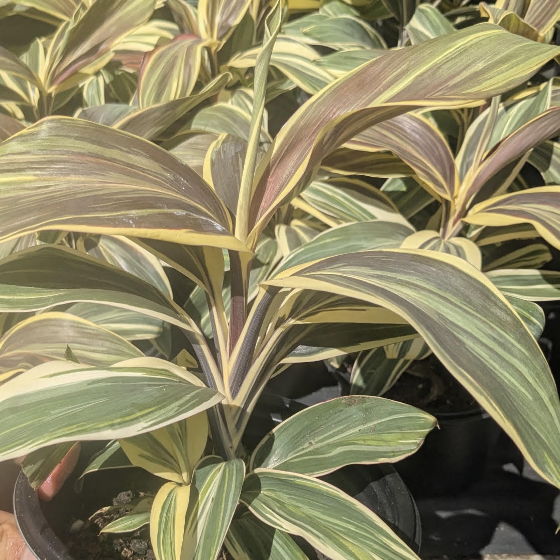 Cordyline fruticosa 'Chocolate Queen'