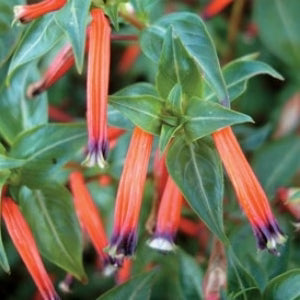Cuphea Ignea, "Cigar Flower"