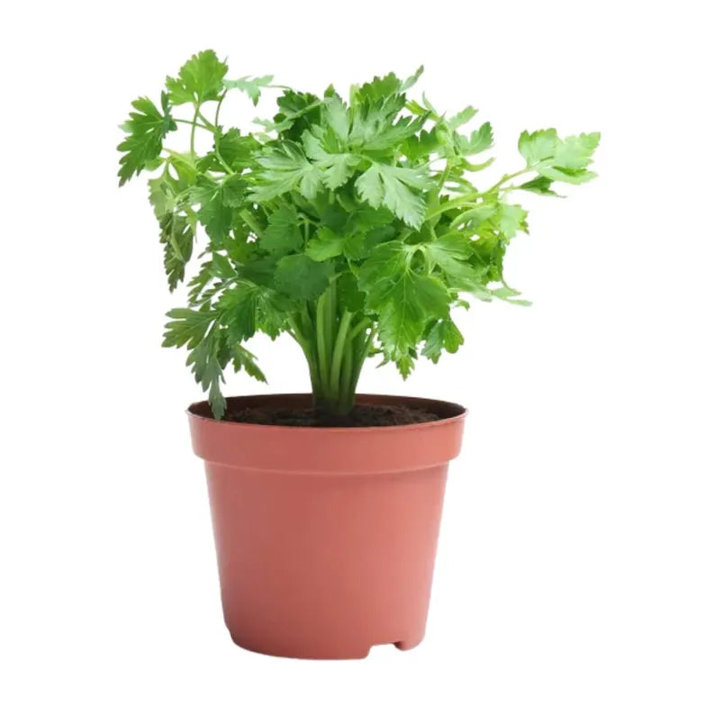Cilantro
