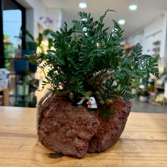Potted Plant Arrangements