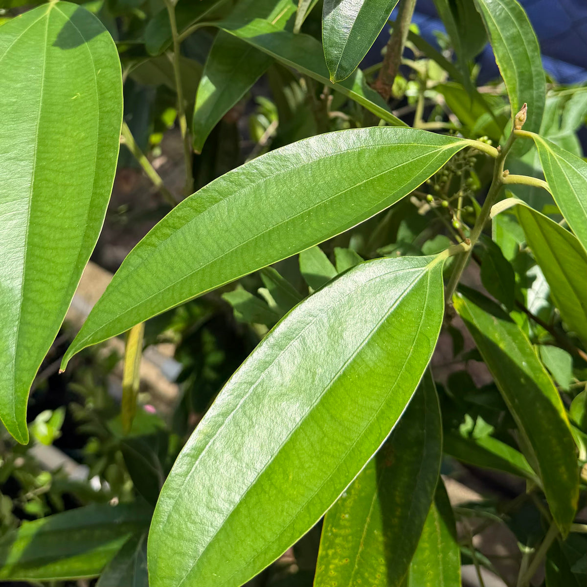 Cinnamon Verum