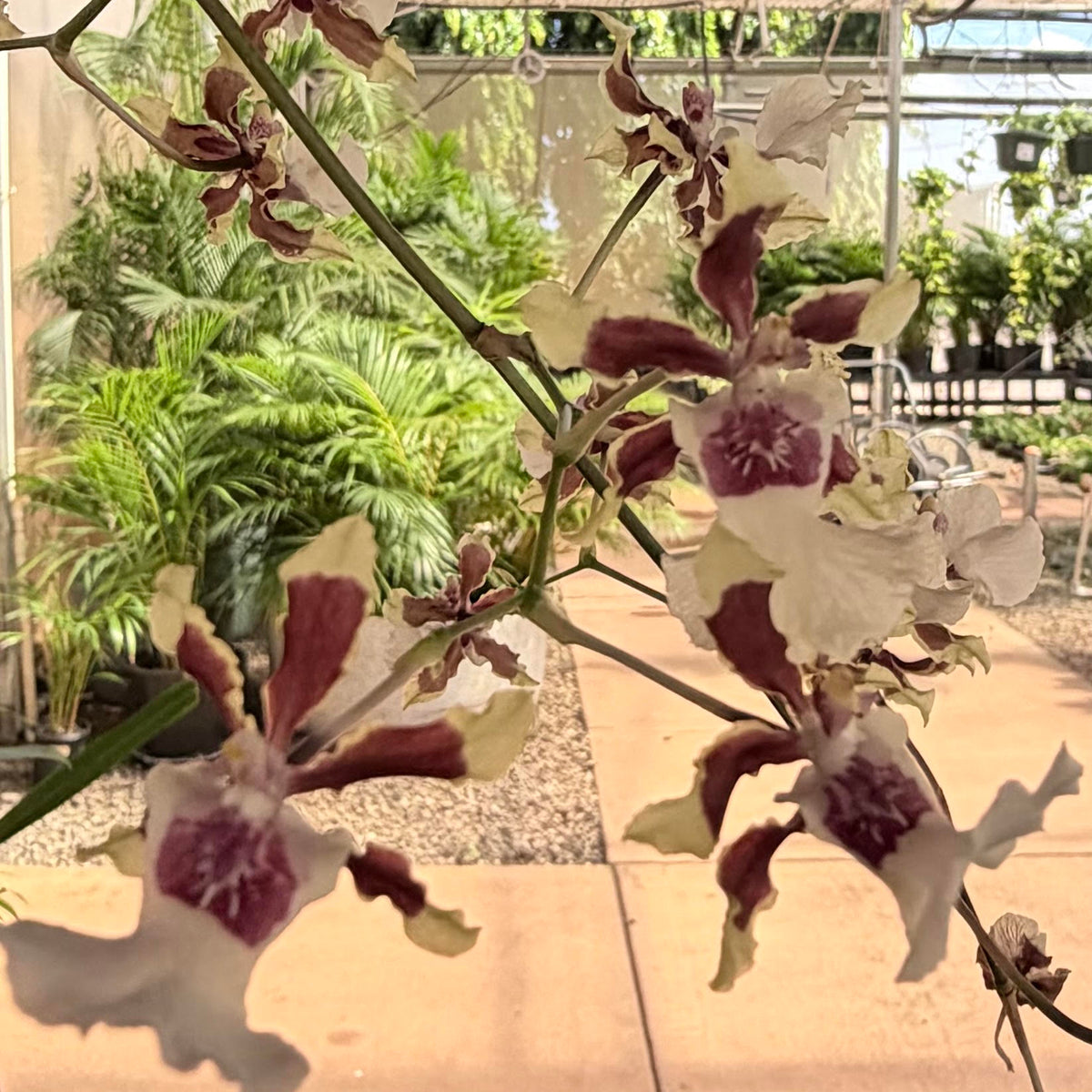Oncidium Orchids