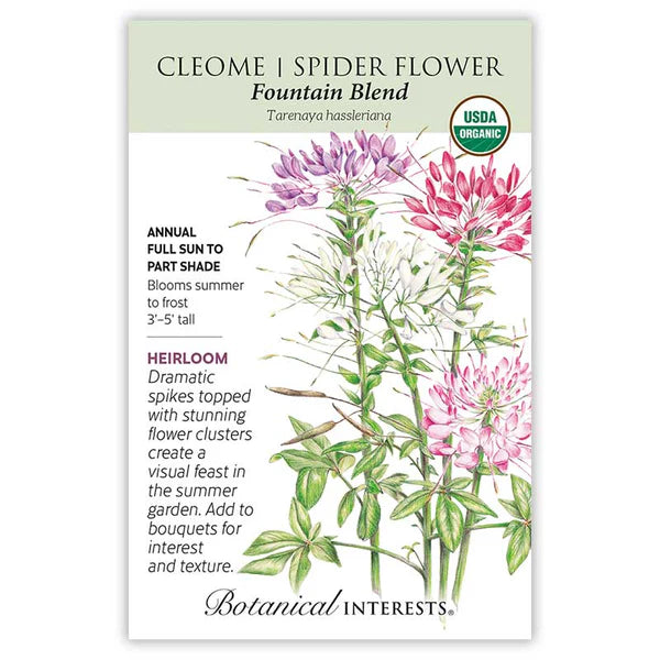 Cleome seeds, "Fountain Blend"