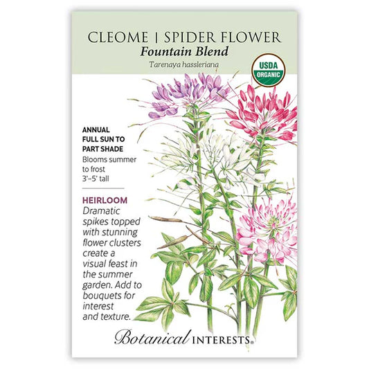 Cleome seeds, "Fountain Blend"