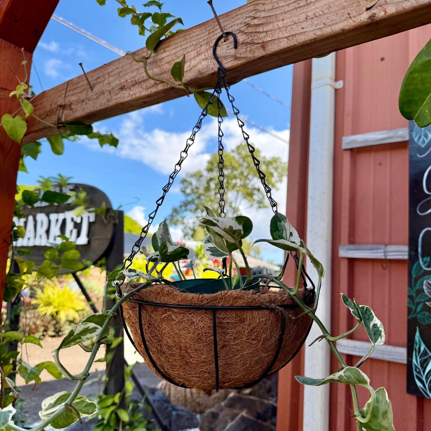 Coconut Husk Hanging Baskets