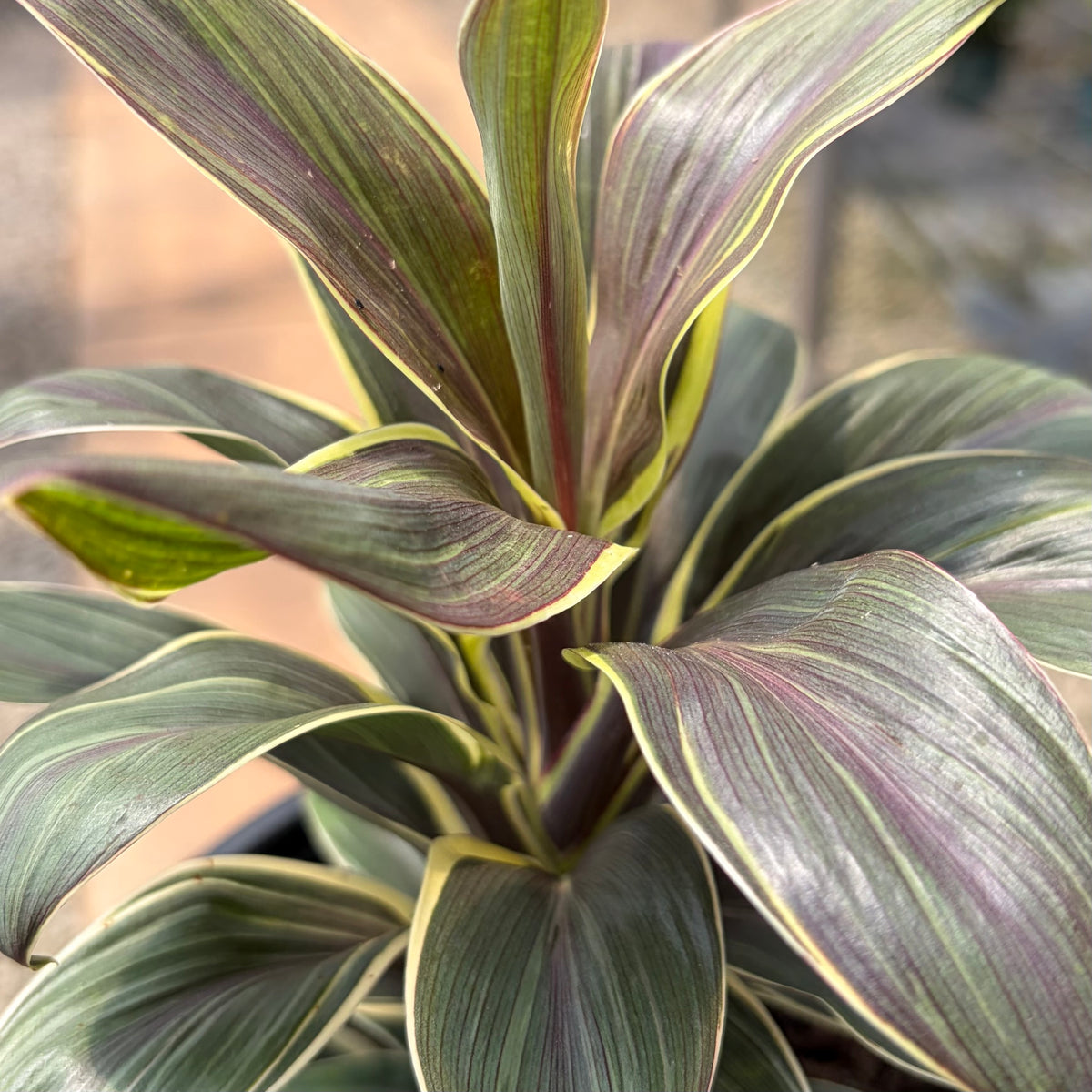 Cordyline fruticosa 'Coffee Compacta' (Ti Leaf)