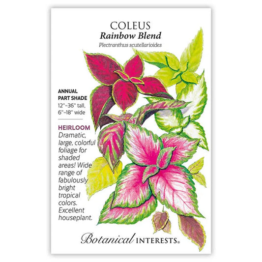 Coleus seeds, "Rainbow Blend"