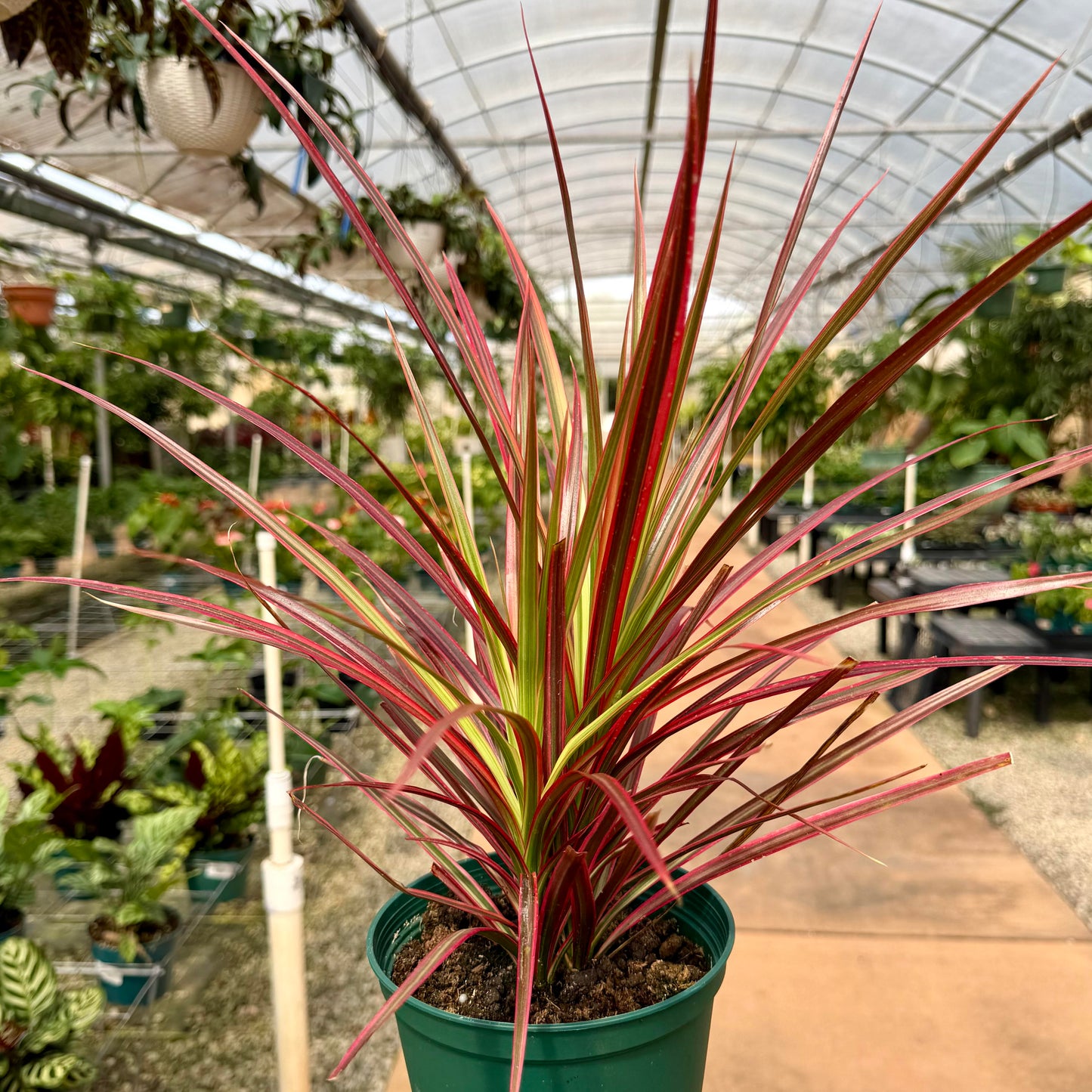 Dracaena marginata 'Colorama'
