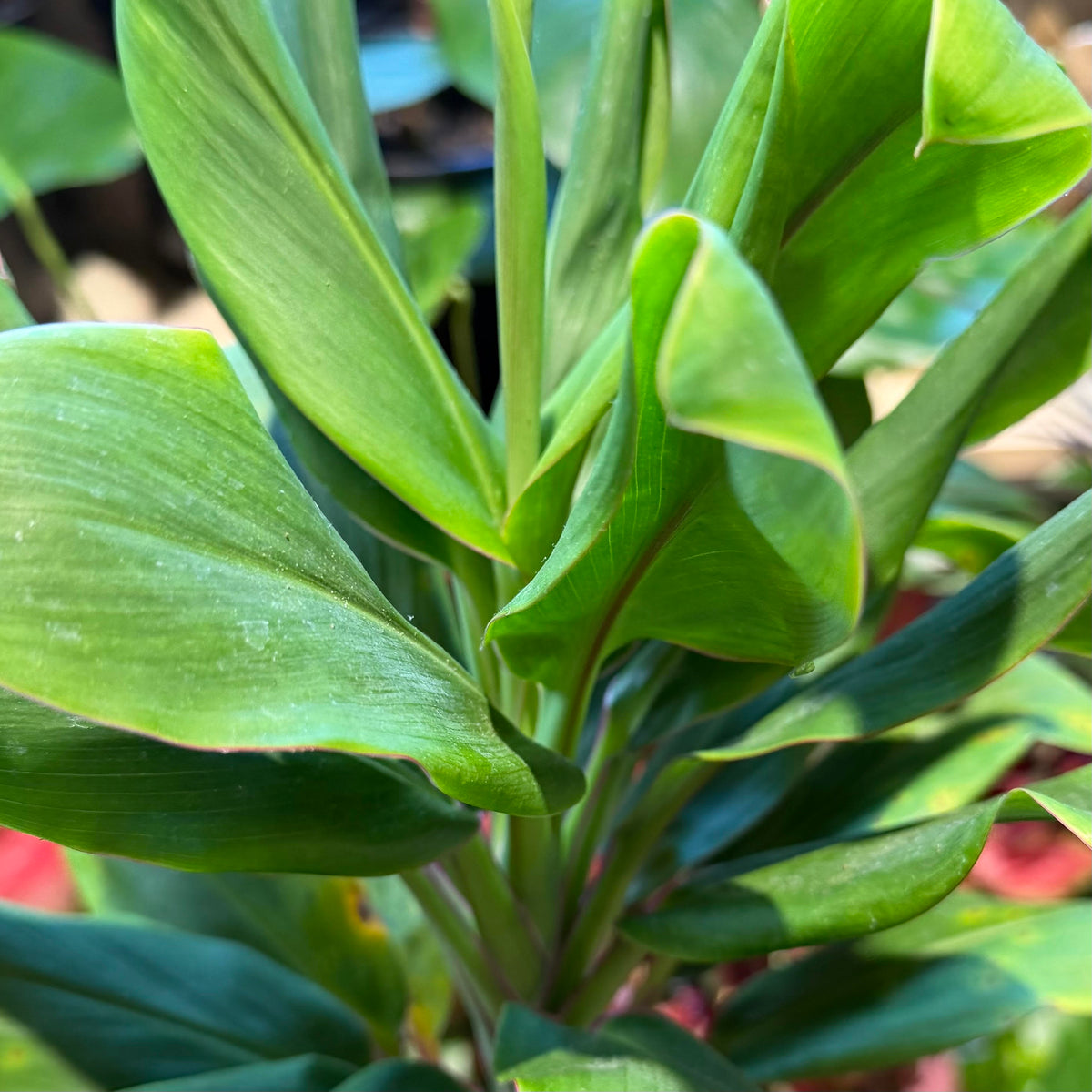 Ti Leaf, Compacta