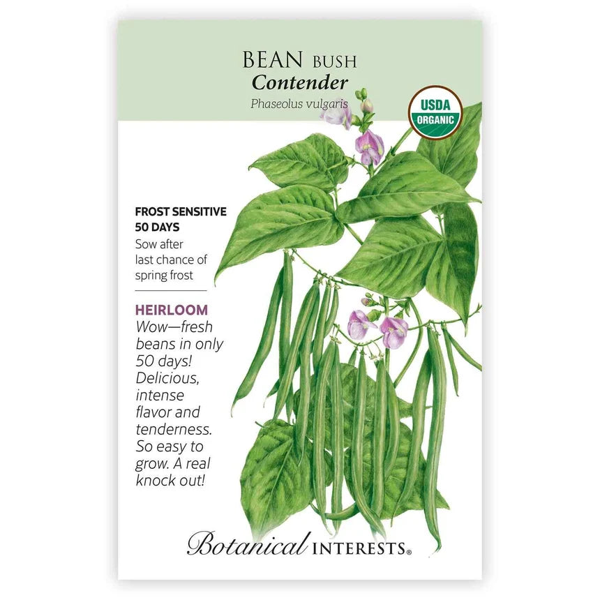 Bean Bush seeds 'Contender Green'