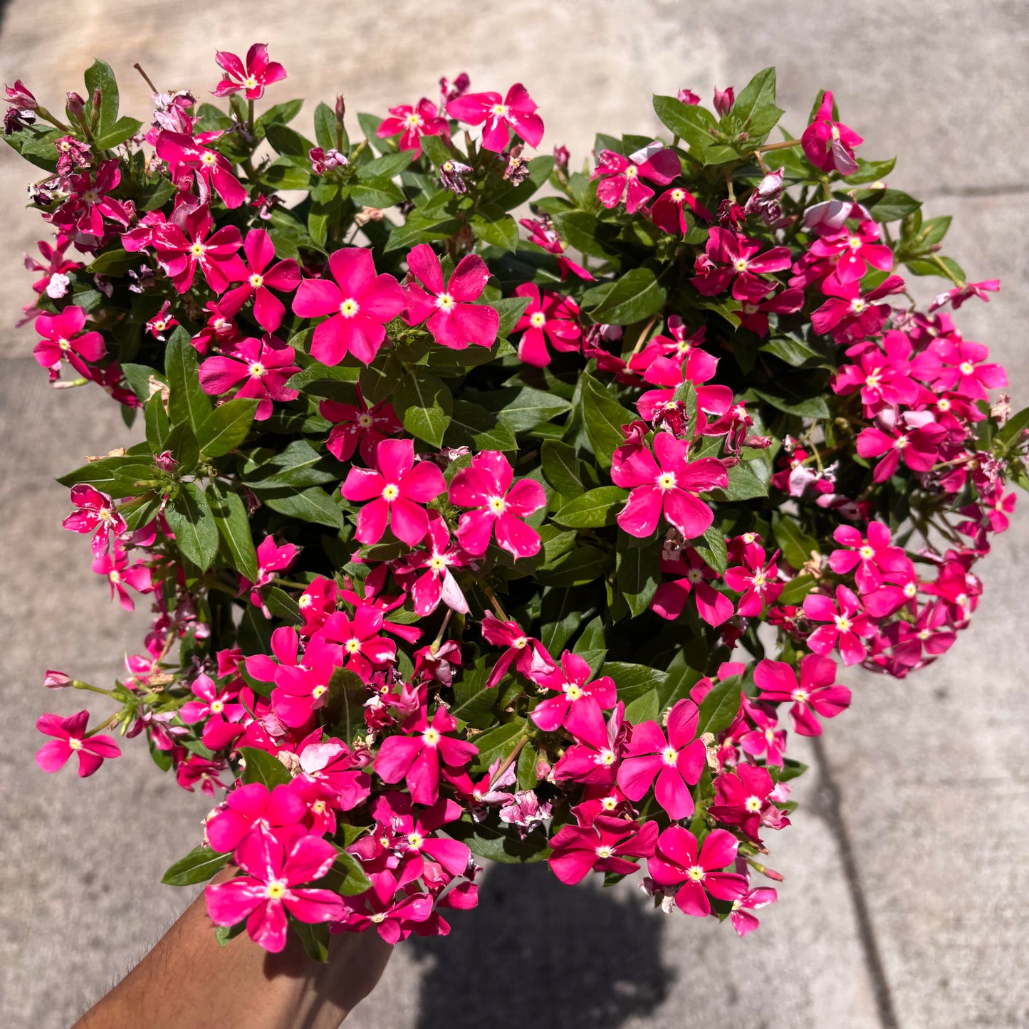 Catharanthus 'Coral'