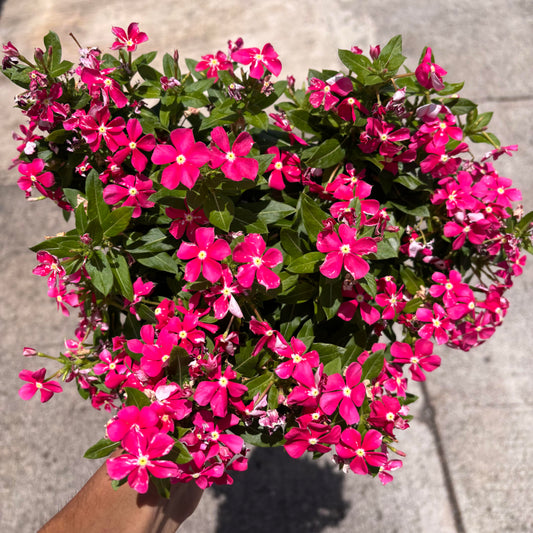 Catharanthus 'Coral'