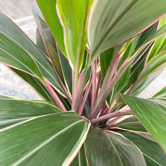 Cordyline 'Pink Diamond'