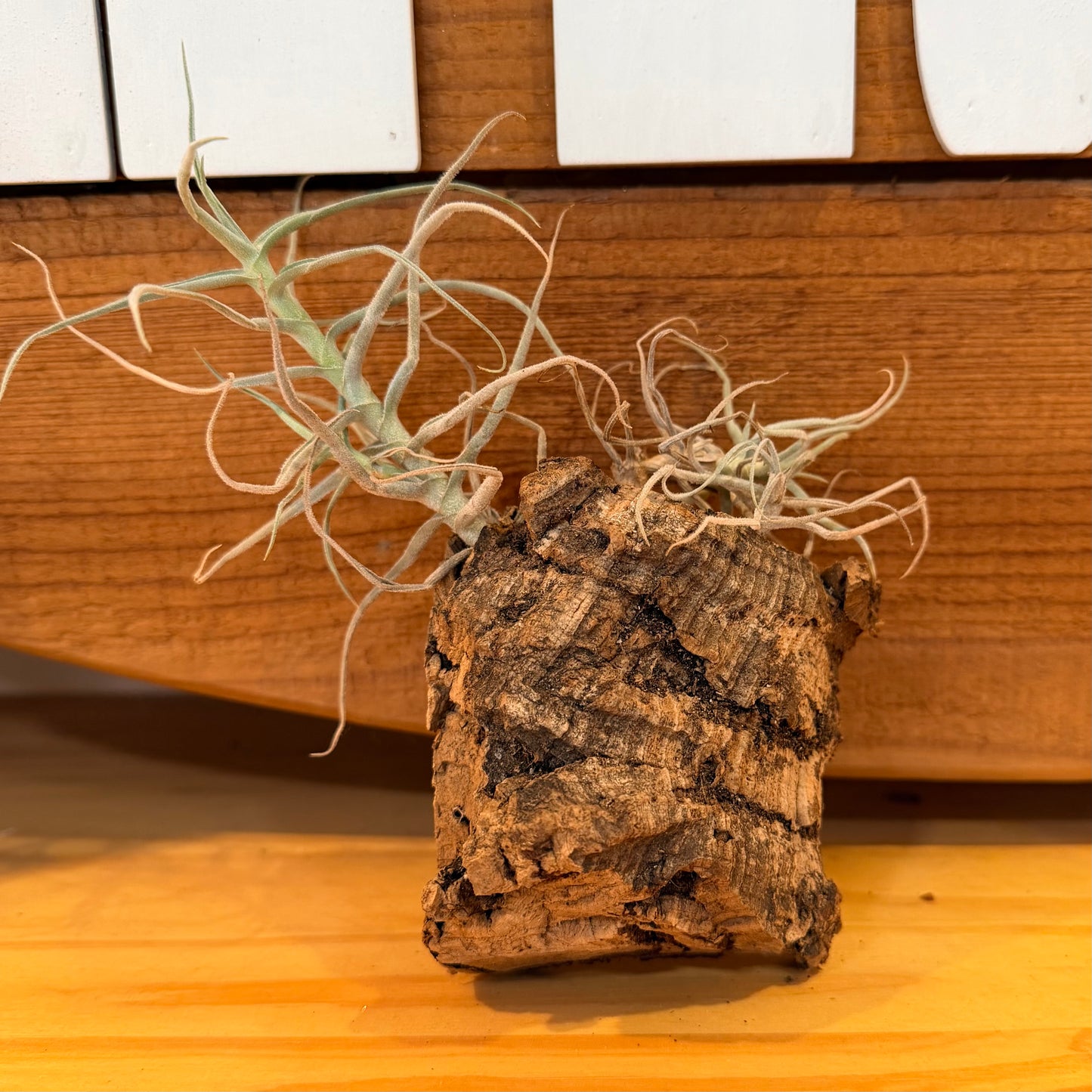 Cork Bark