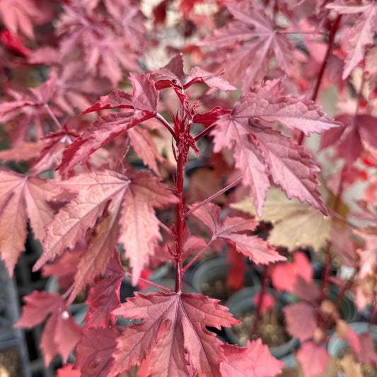 Hibiscus acetosella 'Cranberry Hibiscus' (Red Leaf Hibiscus)