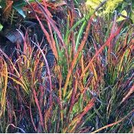 Croton, "Pele's Fire"