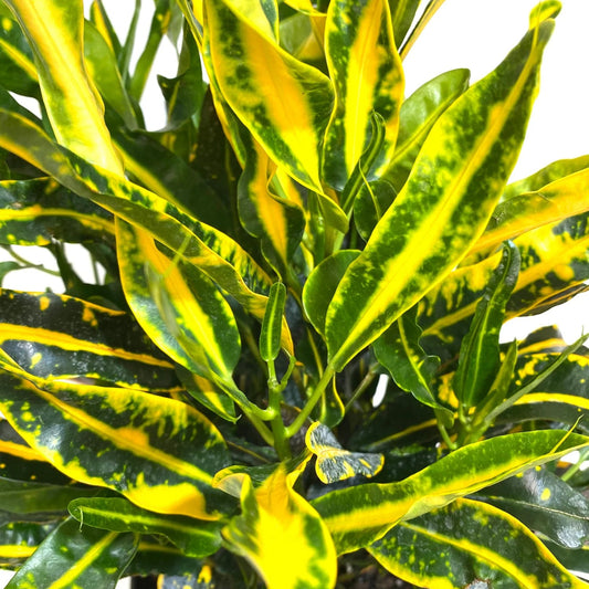 Croton, Yellow Mammy