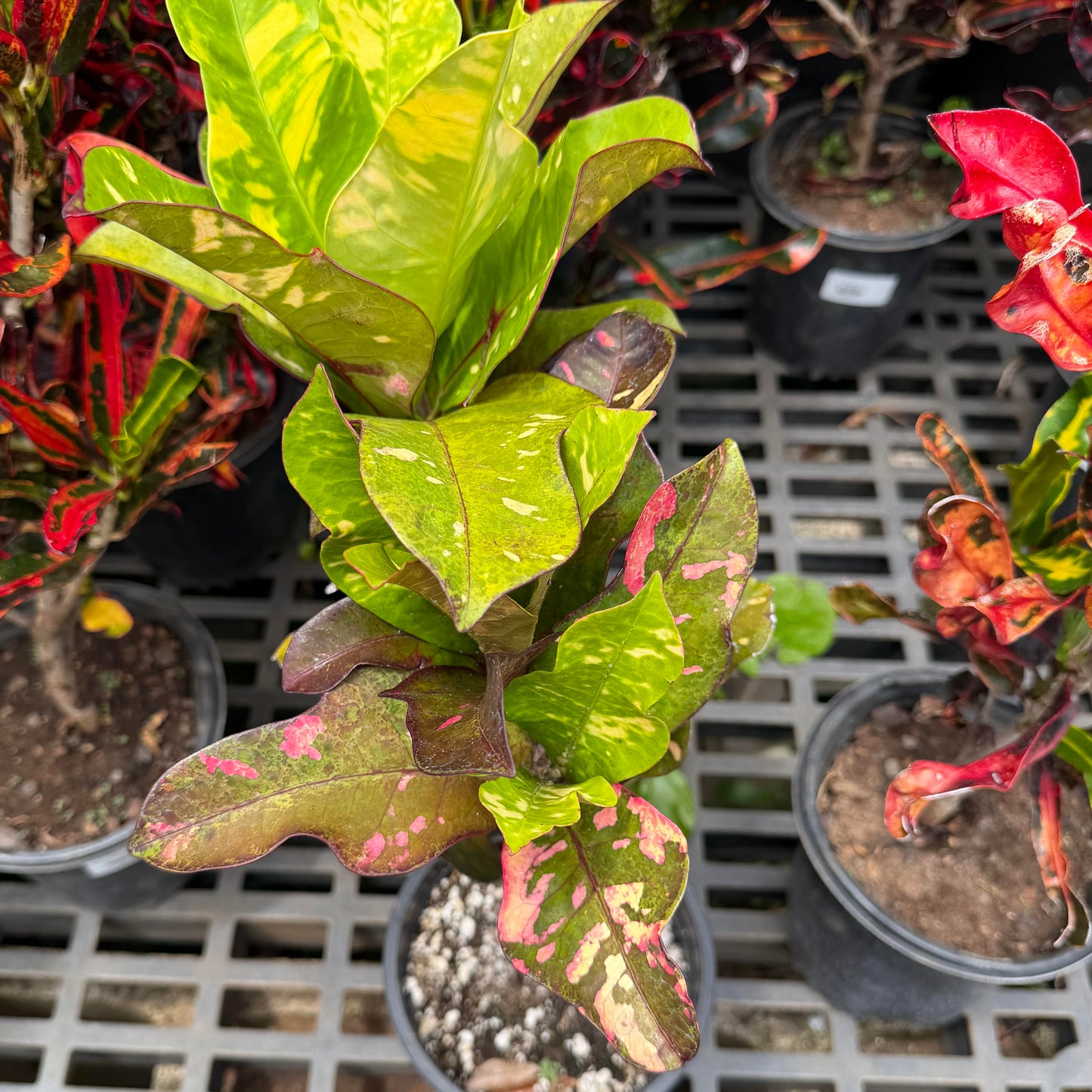 Croton, Stop Light