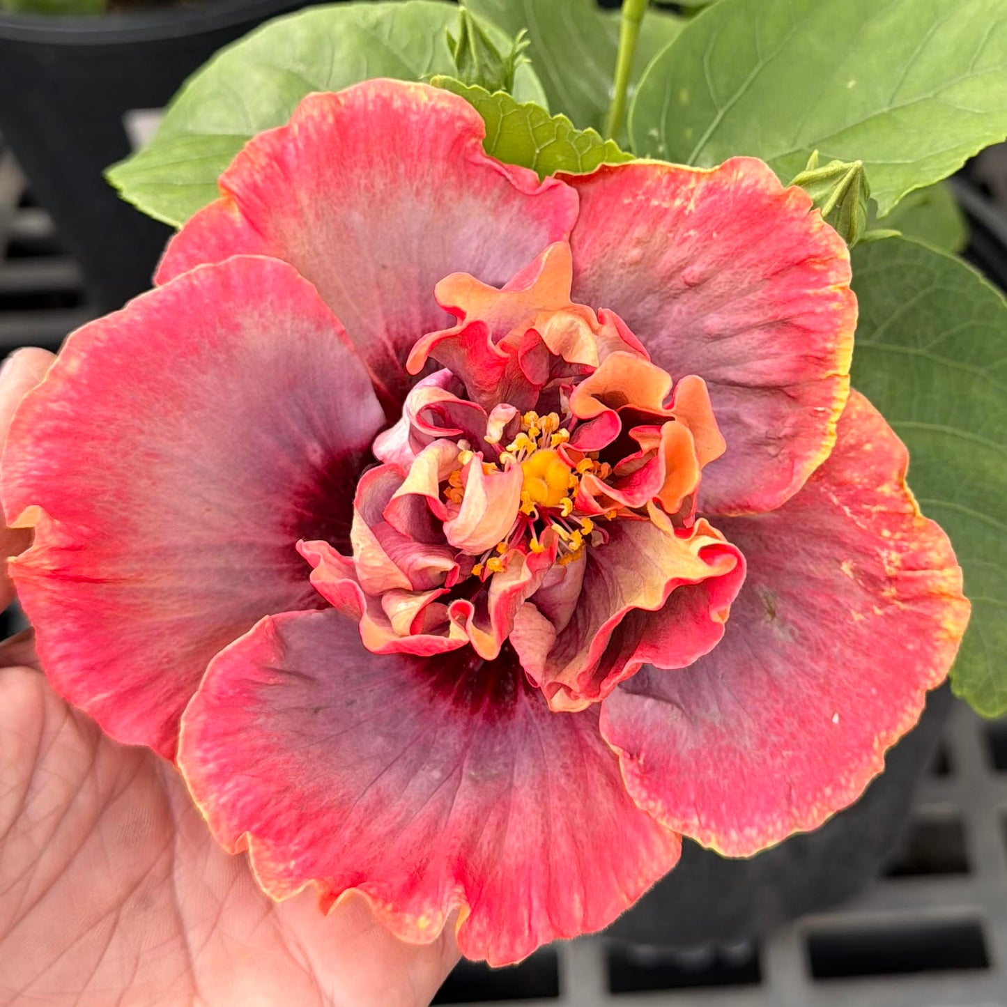 Hibiscus rosa sinensis 'Crown Jellyfish' (Cajun)