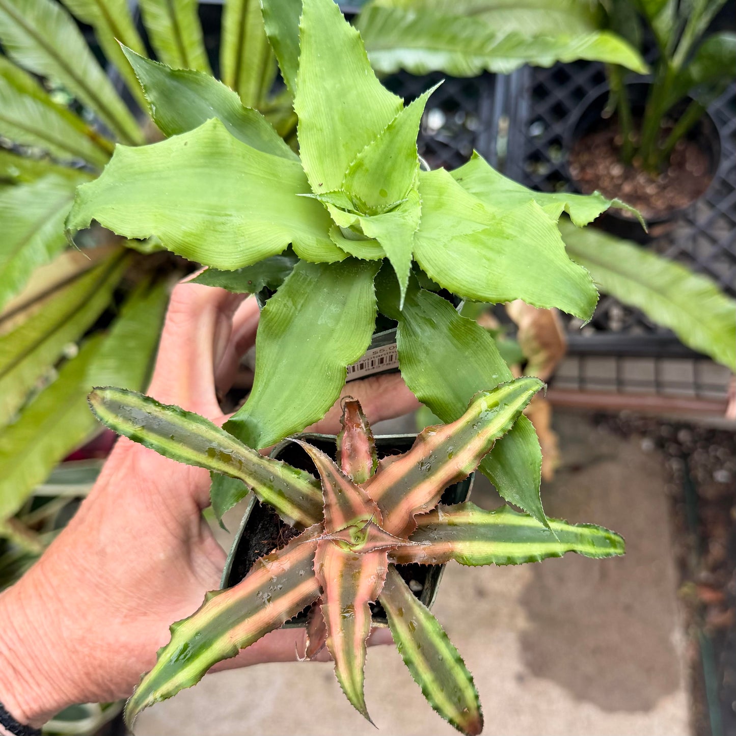 Cryptanthus