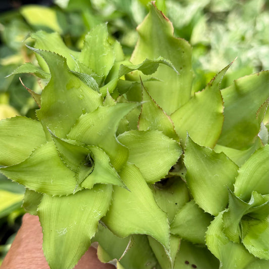 Cryptanthus