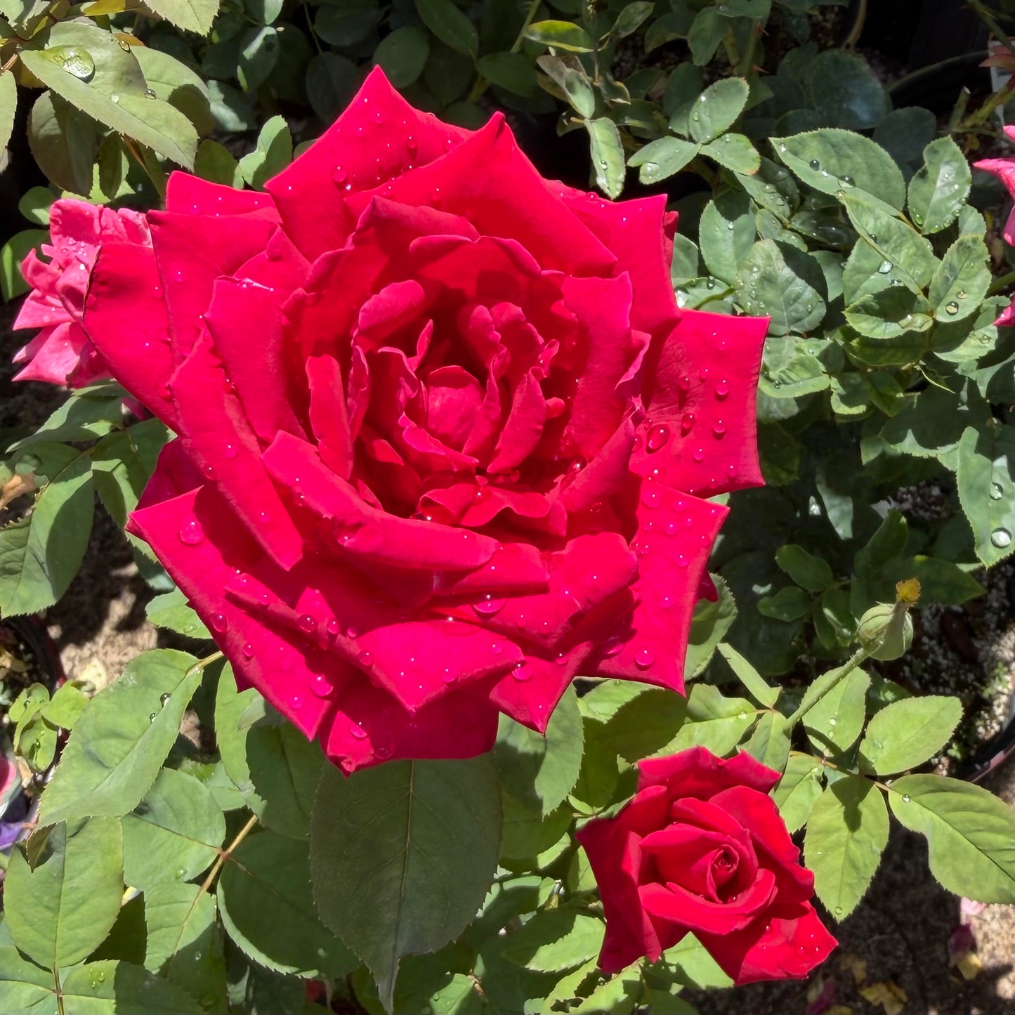 Hybrid Tea Rose Bush 'Chrysler Imperial'